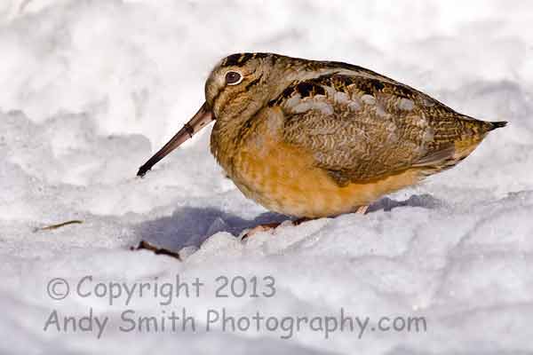 American Woodcock